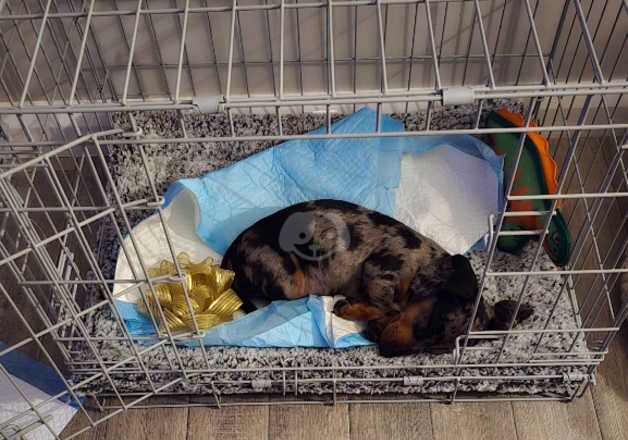 Miniature dachshund for sale in Kilgetty, Pembrokeshire - Image 5