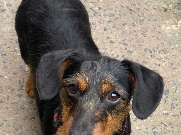 Miniature dachshund for sale in Llanelli, Carmarthenshire - Image 1