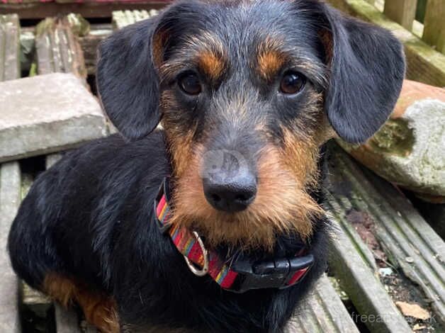 Miniature dachshund for sale in Llanelli, Carmarthenshire - Image 2