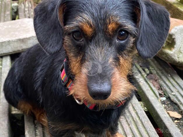 Miniature dachshund for sale in Llanelli, Carmarthenshire - Image 3