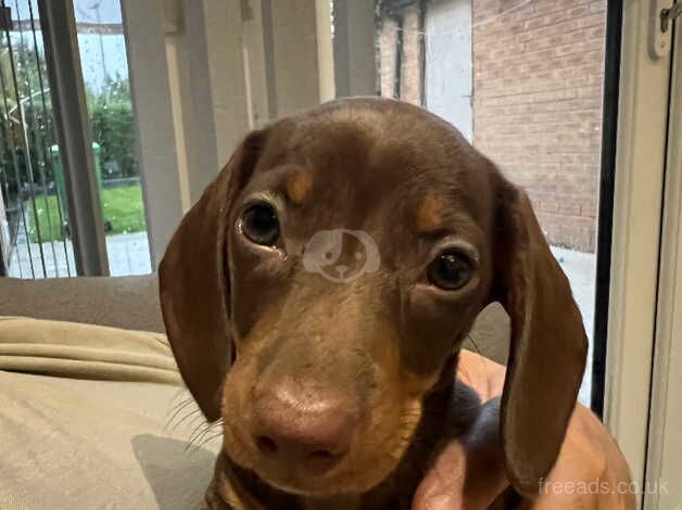 Miniature Dachshund for sale in Manchester, Greater Manchester