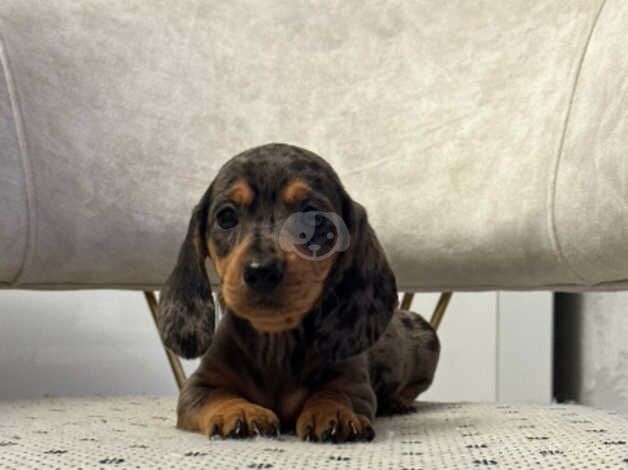 Miniature dachshund for sale in Manchester, Greater Manchester