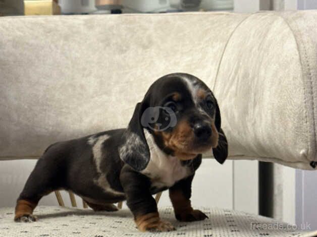 Miniature dachshund for sale in Manchester, Greater Manchester - Image 2