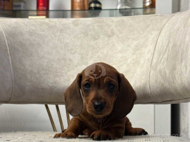 Miniature dachshund for sale in Manchester, Greater Manchester - Image 3