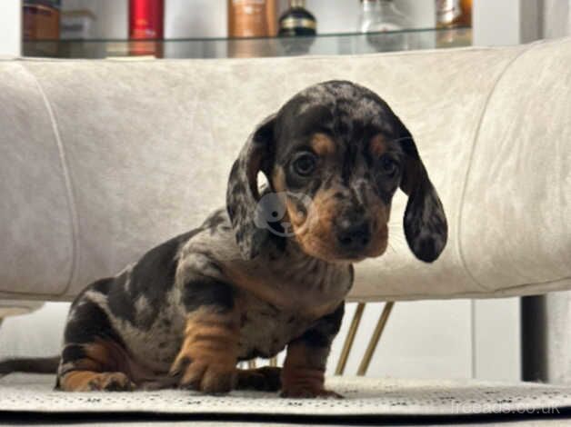 Miniature dachshund for sale in Manchester, Greater Manchester - Image 4