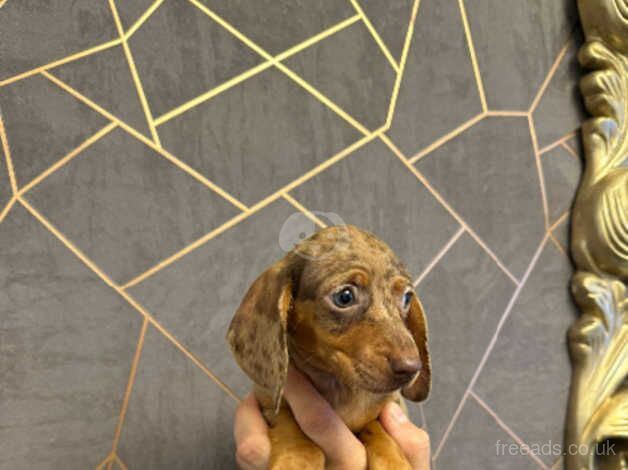 Miniature dachshund for sale in Manchester, Greater Manchester - Image 5