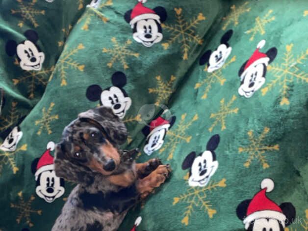 Miniature dachshund for sale in Morecambe, Lancashire