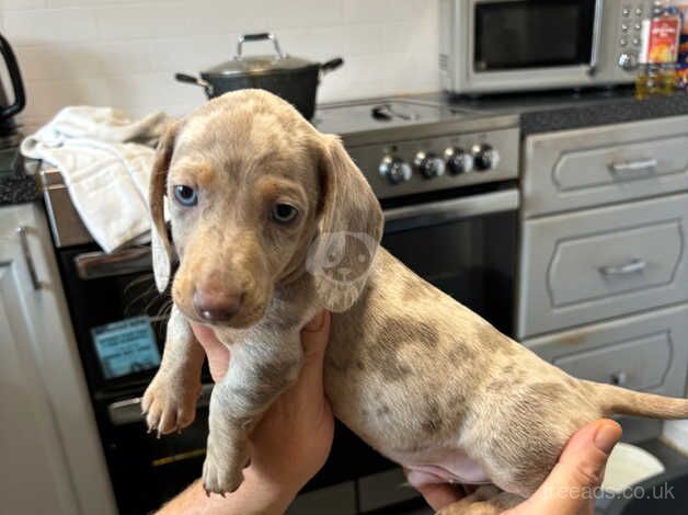 Miniature dachshund for sale in Newport - Image 1