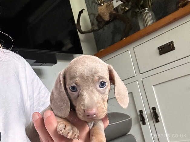 Miniature dachshund for sale in Newport - Image 4