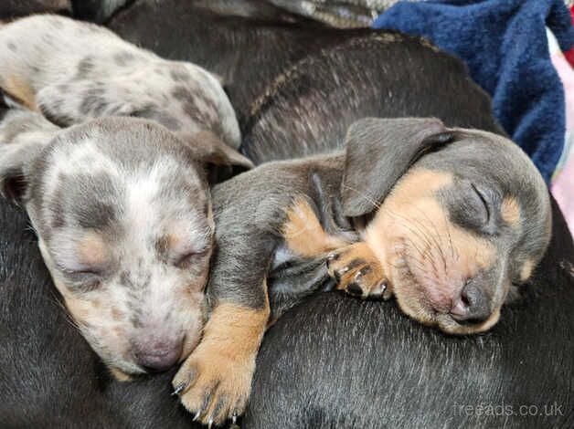 Miniature dachshund for sale in Newport, Shropshire - Image 1