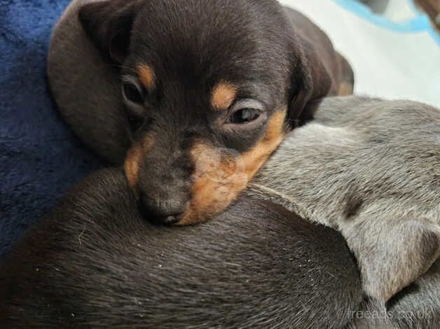 Miniature dachshund for sale in Newport, Shropshire - Image 2