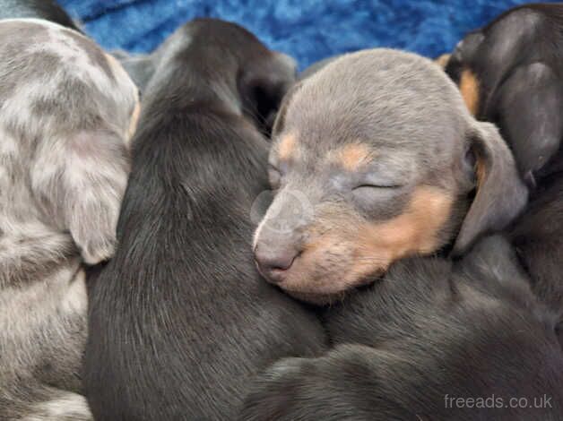 Miniature dachshund for sale in Newport, Shropshire - Image 3