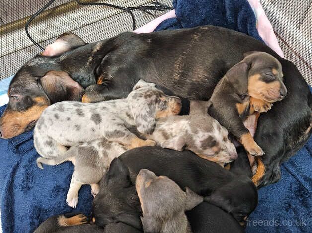 Miniature dachshund for sale in Newport, Shropshire - Image 4