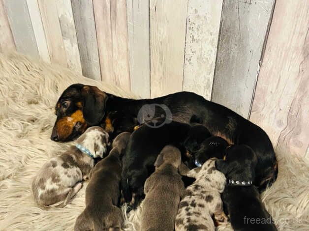 Miniature dachshund for sale in Newport, Shropshire - Image 5