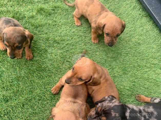 Miniature Dachshund for sale in Nuneaton, Warwickshire