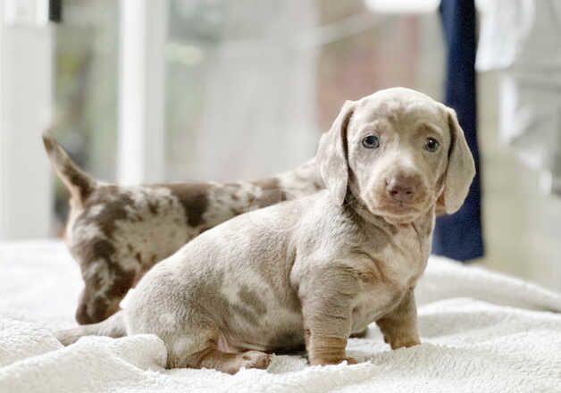 Miniature dachshund for sale in Bermondsey, Southwark, Greater London - Image 2