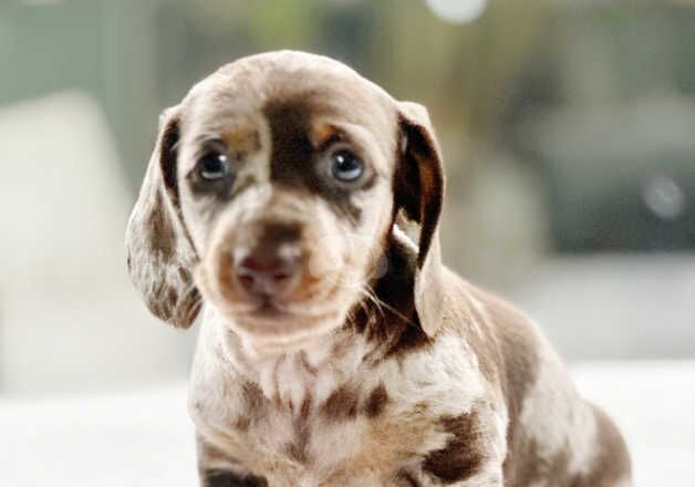 Dachshund Puppies for sale