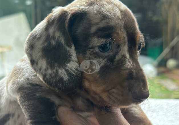 Miniature dachshund for sale in Bermondsey, Southwark, Greater London - Image 5