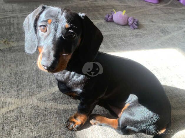 Miniature Dachshund for sale in Stevenage, Hertfordshire