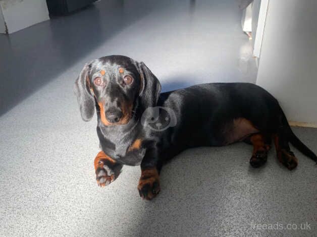 Miniature Dachshund for sale in Stevenage, Hertfordshire - Image 3