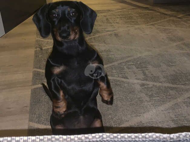 Miniature Dachshund for sale in Stevenage, Hertfordshire - Image 4