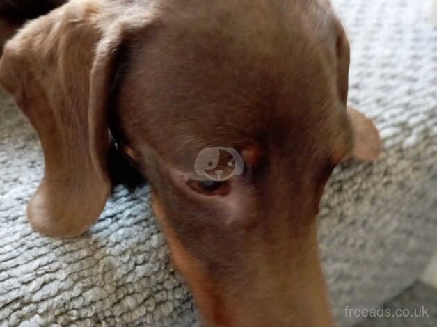 Miniature dachshund for sale in Swansea