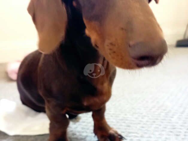 Miniature dachshund for sale in Swansea - Image 3