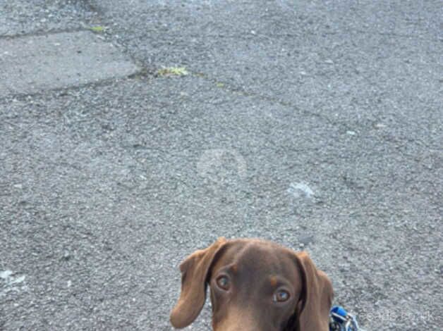 Miniature dachshund for sale in Swansea