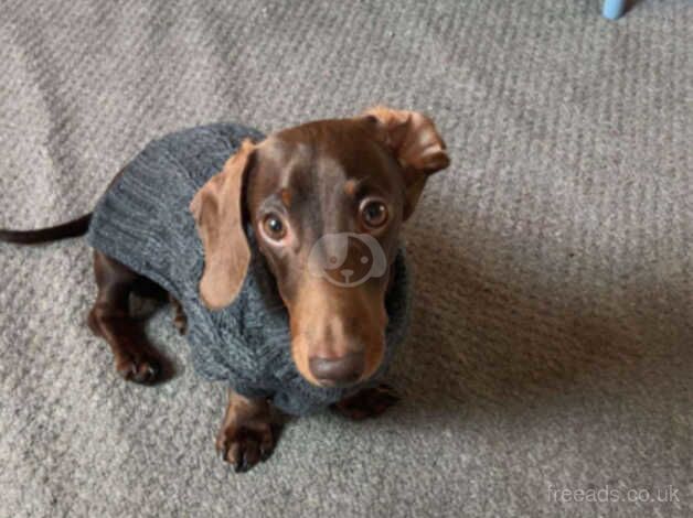 Miniature dachshund for sale in Swansea - Image 2