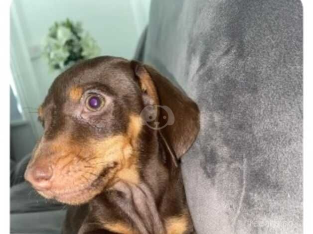 Miniature dachshund for sale in Tredegar, Blaenau Gwent