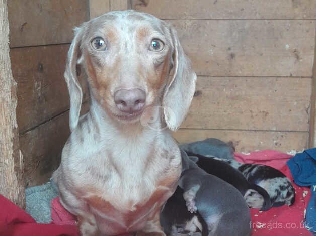 Miniature dachshund for sale in Walsall, West Midlands - Image 1