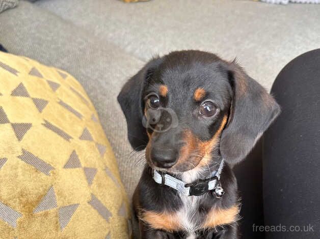 Miniature Dachshund for sale in Waterlooville, Hampshire