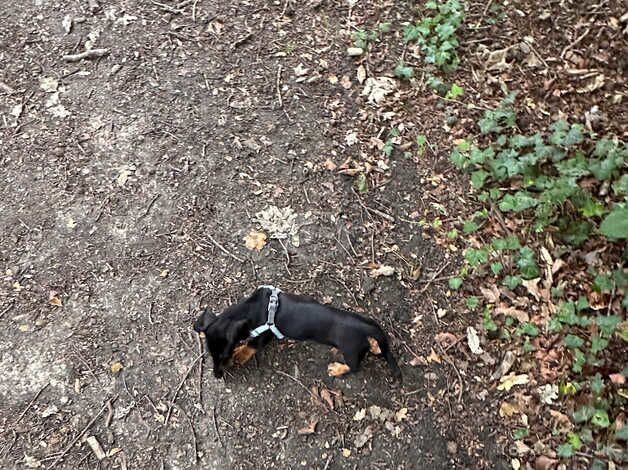 Miniature Dachshund for sale in Waterlooville, Hampshire - Image 2