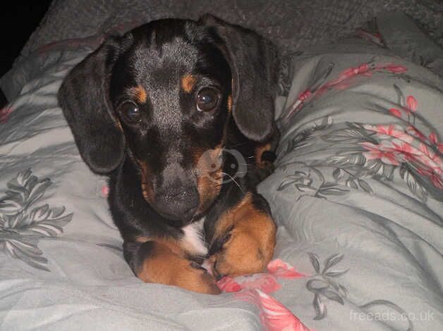 Miniature Dachshund for sale in Waterlooville, Hampshire - Image 3