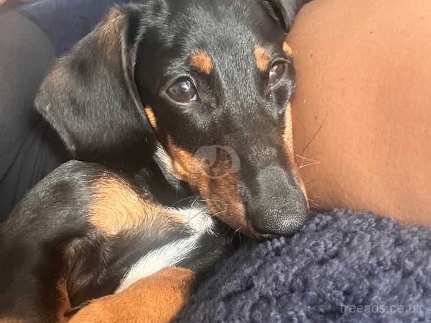 Dachshund Puppies for sale