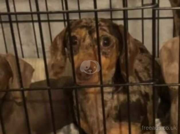 Miniature dachshund for sale in Walsall, West Midlands