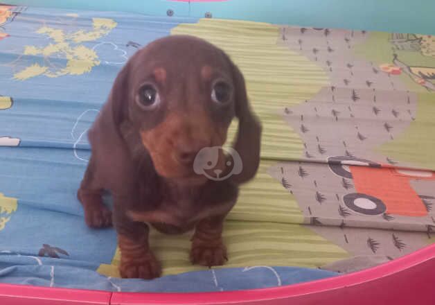 Miniature dachshund for sale in Whitby, North Yorkshire - Image 2