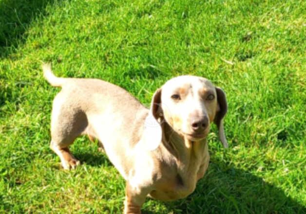 Dachshund Puppies for sale in North Yorkshire