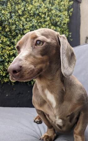 Miniature dachshund Isabella 1.5 years old for sale in Blackpool, Lancashire - Image 2
