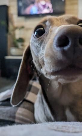 Miniature dachshund Isabella 1.5 years old for sale in Blackpool, Lancashire - Image 3
