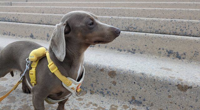 Miniature dachshund Isabella 1.5 years old for sale in Blackpool, Lancashire - Image 4