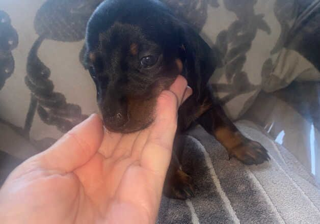 Miniature dachshund kc registered for sale in Edinburgh, City of Edinburgh