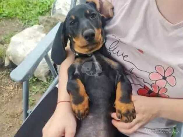 Miniature dachshund looking for new home for sale in Sandy, Bedfordshire