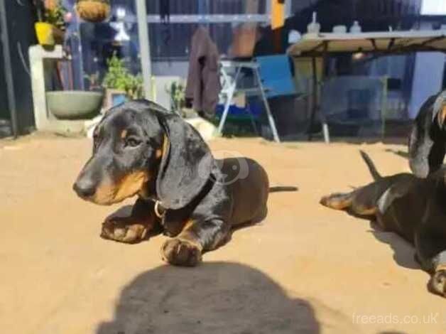 Miniature dachshund looking for new home for sale in Sandy, Bedfordshire - Image 2