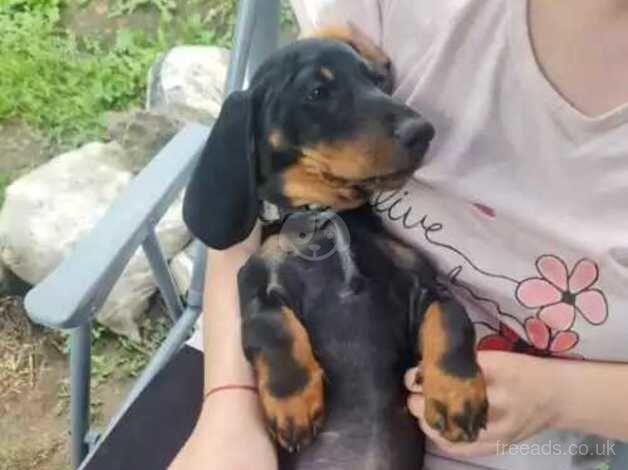 Miniature dachshund looking for new home for sale in Sandy, Bedfordshire - Image 3