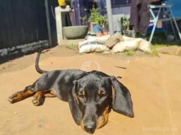 Miniature dachshund looking for new home for sale in Sandy, Bedfordshire - Image 4