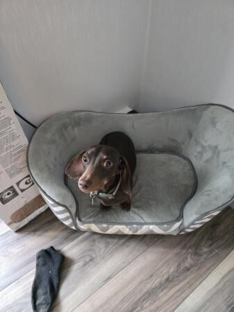 Miniature dachshund male for sale in Sheffield, South Yorkshire - Image 1