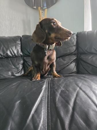 Miniature dachshund male for sale in Sheffield, South Yorkshire - Image 2