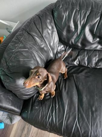 Miniature dachshund male for sale in Sheffield, South Yorkshire - Image 3