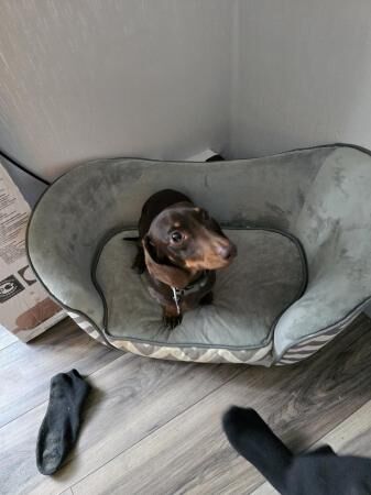 Miniature dachshund male for sale in Sheffield, South Yorkshire - Image 1